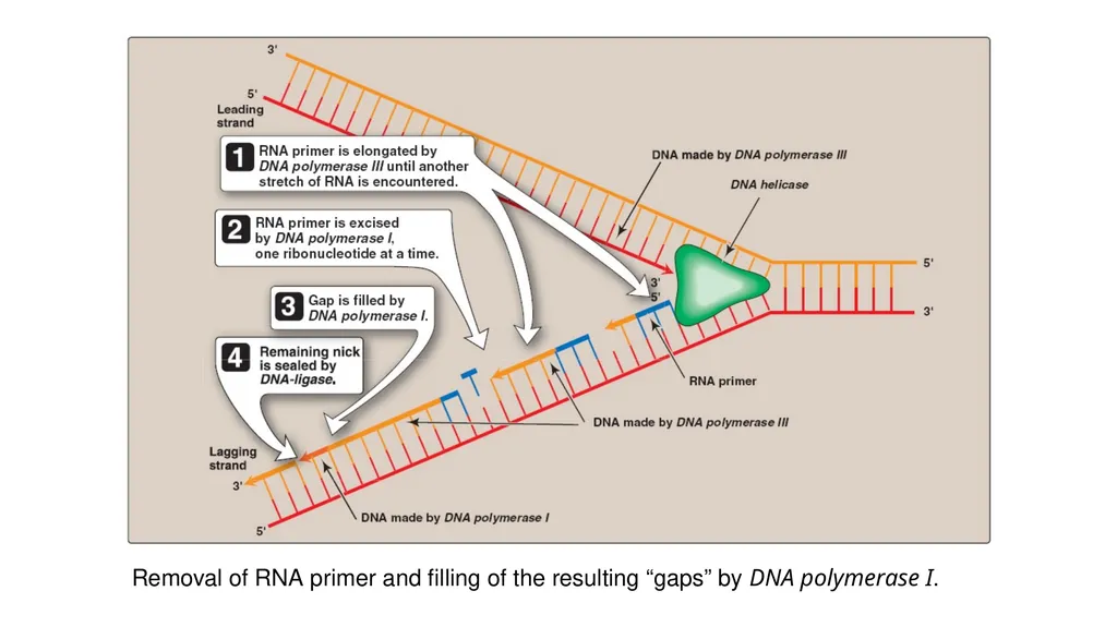 DNA Structure, Replication, and Repair in - slide 52 of 54