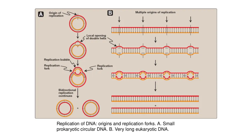 DNA Structure, Replication, and Repair in - slide 25 of 54