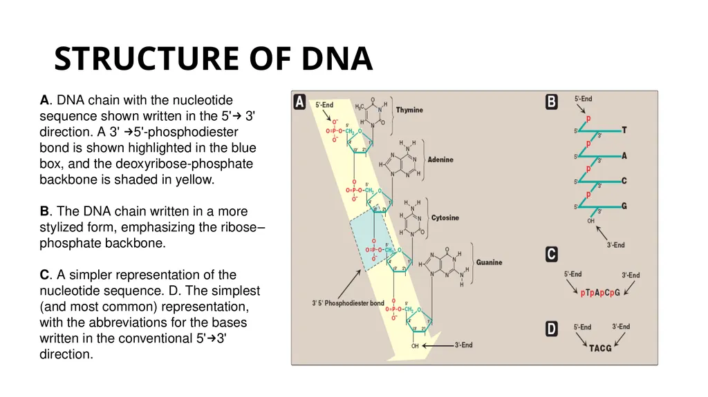 DNA Structure, Replication, and Repair in - slide 6 of 54