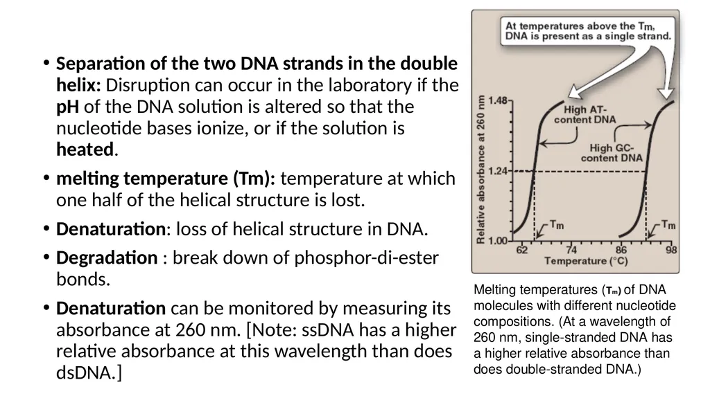 DNA Structure, Replication, and Repair in - slide 12 of 54