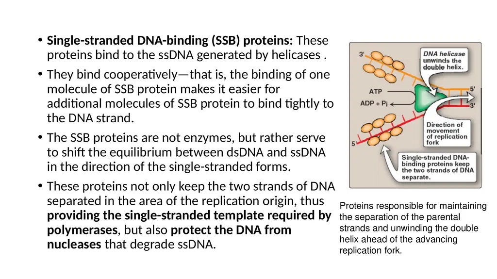 DNA Structure, Replication, and Repair in - slide 28 of 54