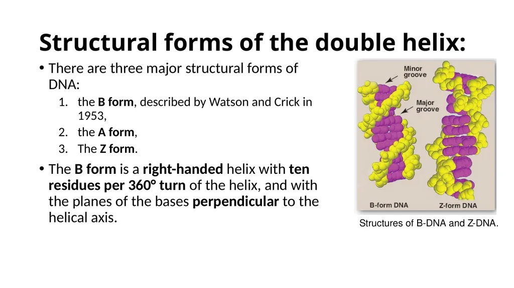 DNA Structure, Replication, and Repair in - slide 14 of 54