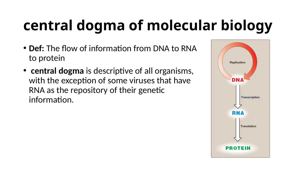 DNA Structure, Replication, and Repair in - slide 5 of 54