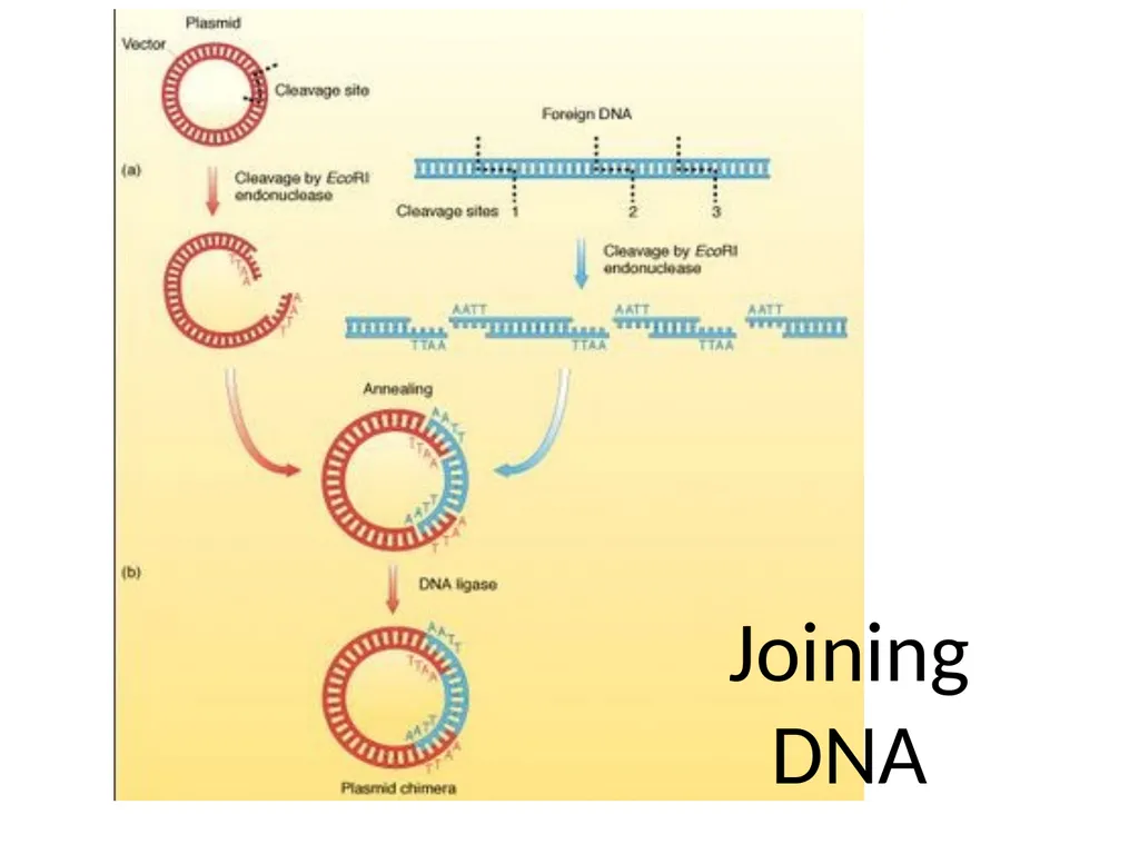 RECOMBINANT DNA Introduction Definition Steps - slide 21 of 26
