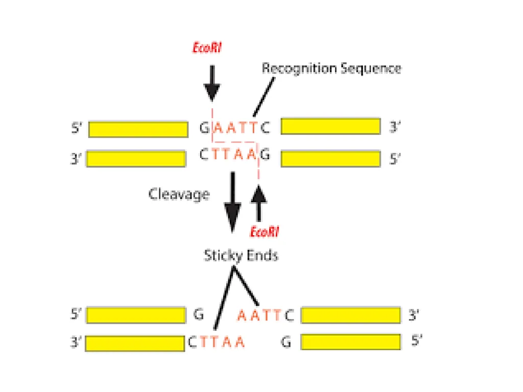 RECOMBINANT DNA Introduction Definition Steps - slide 13 of 26