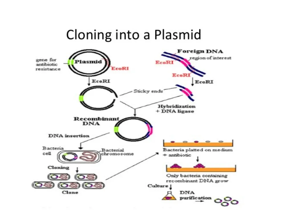 RECOMBINANT DNA Introduction Definition Steps - slide 22 of 26