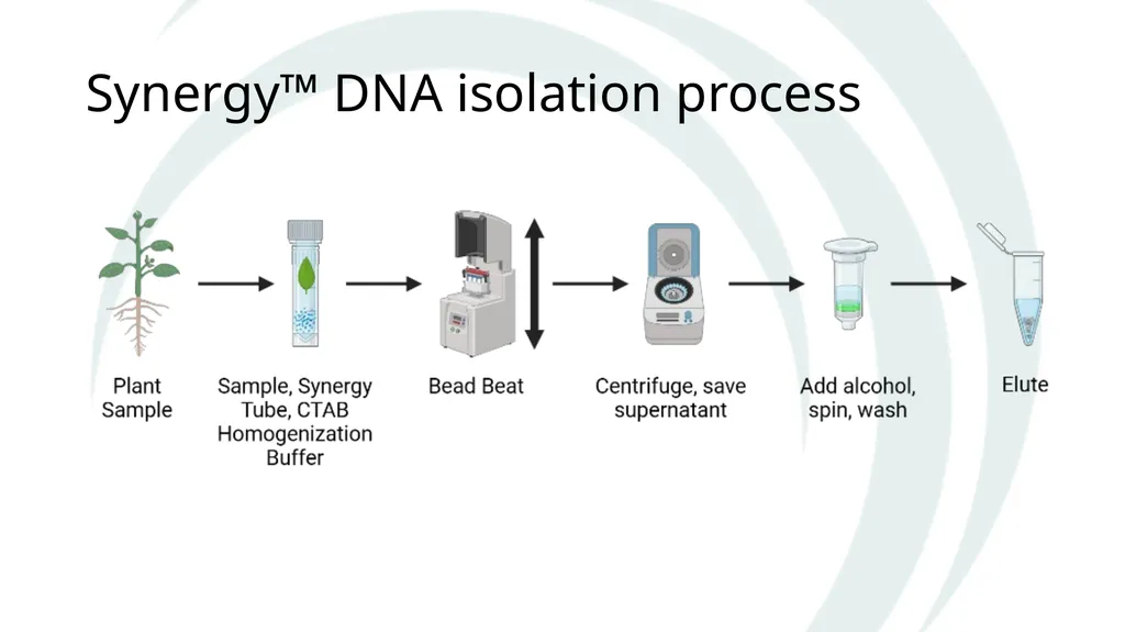 Isolation of DNA from Plants Why and How The Basic - slide 4 of 12