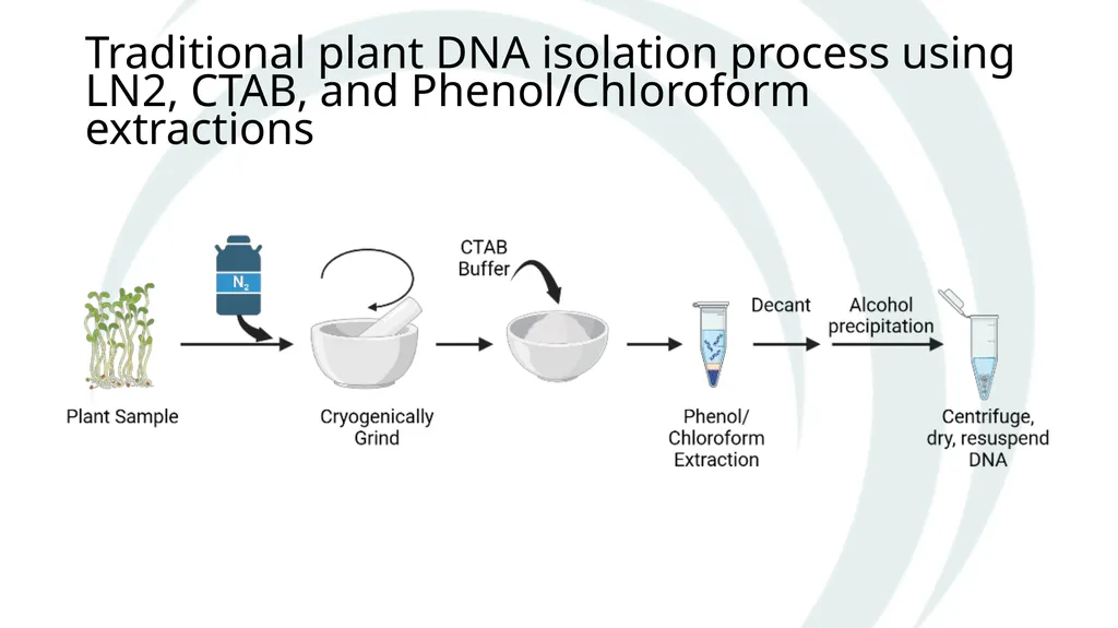 Isolation of DNA from Plants Why and How The Basic - slide 3 of 12