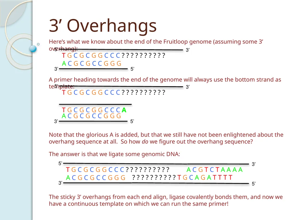 Finishing Phage Genomes How to identify circularly - slide 16 of 28