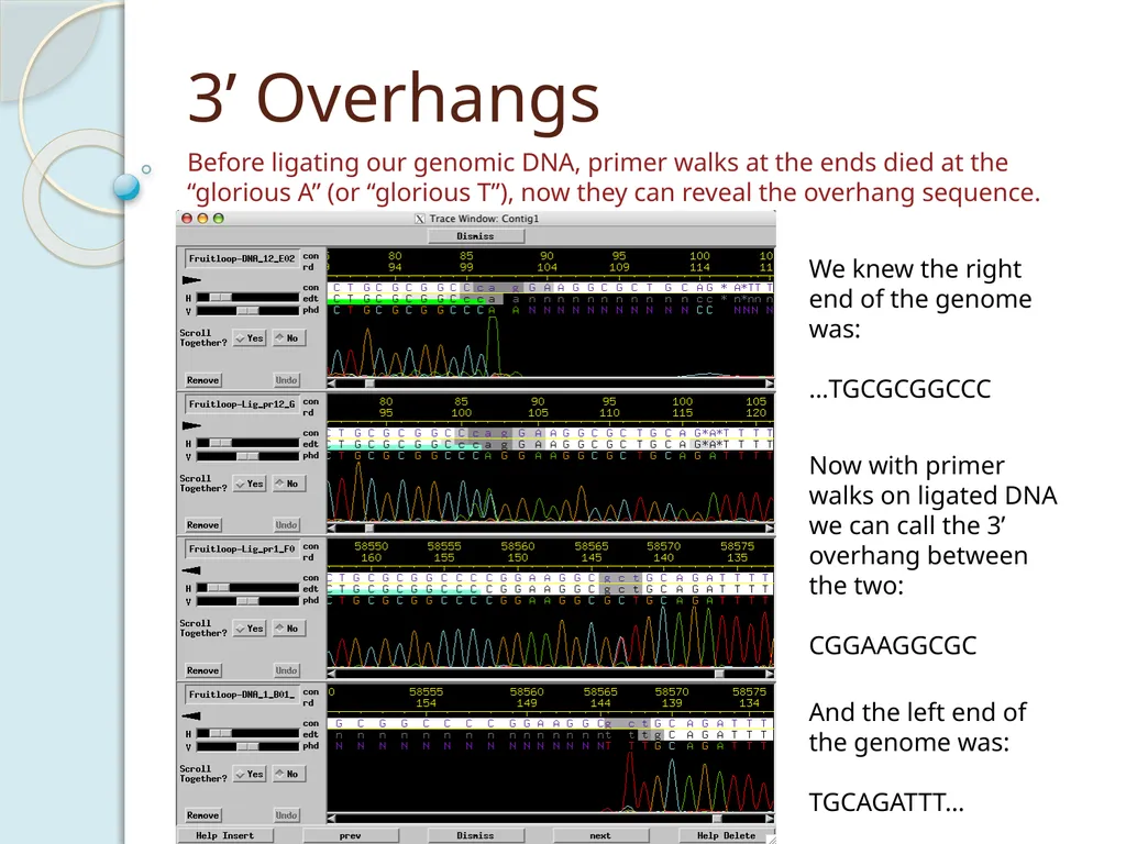 Finishing Phage Genomes How to identify circularly - slide 17 of 28