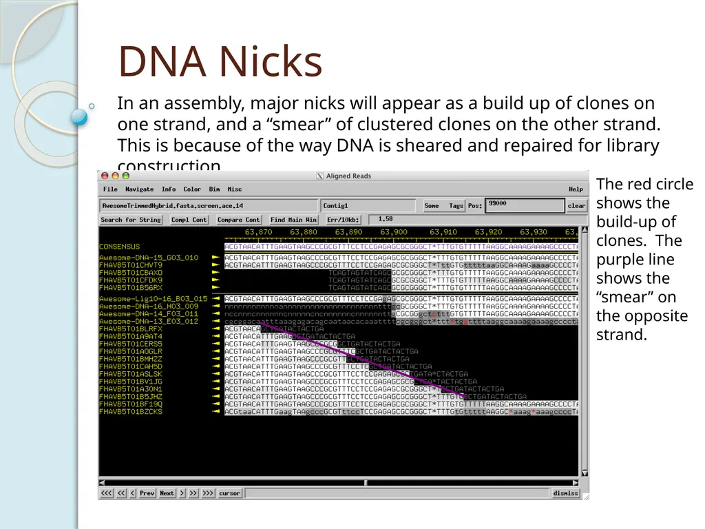 Finishing Phage Genomes How to identify circularly - slide 26 of 28