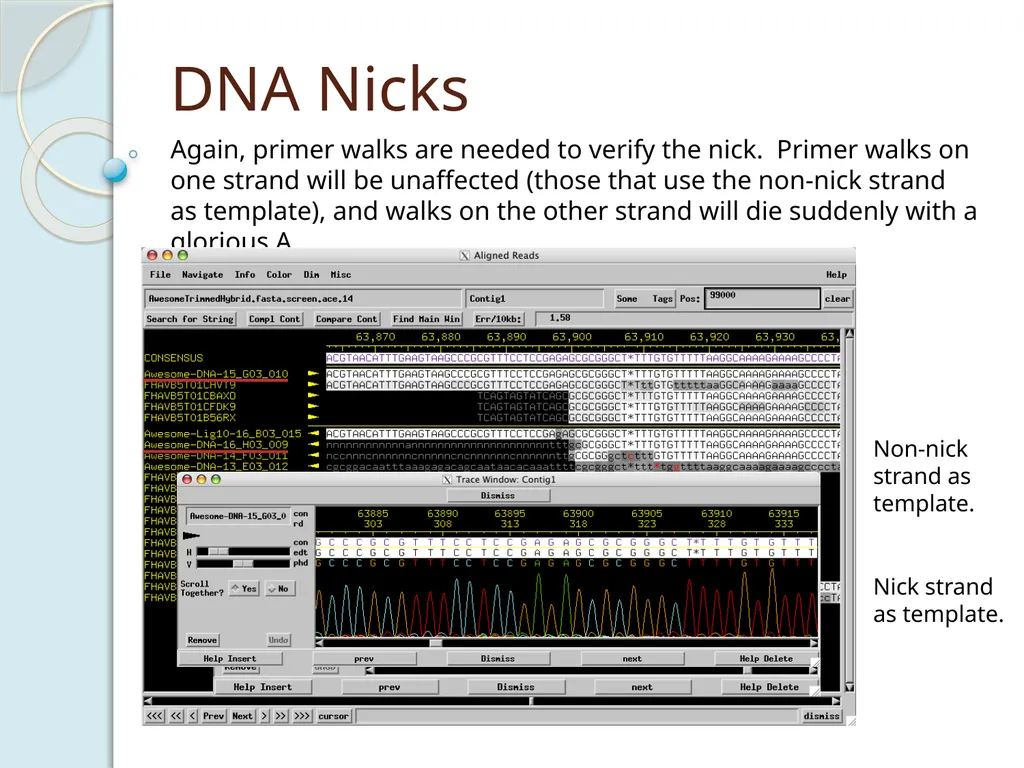 Finishing Phage Genomes How to identify circularly - slide 27 of 28