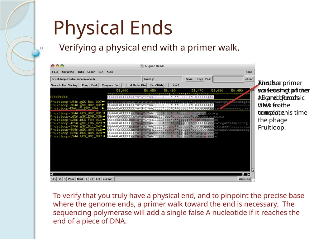 Finishing Phage Genomes How to identify circularly - slide 12 of 28