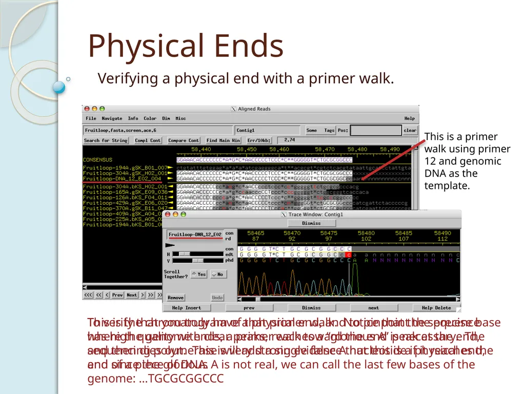 Finishing Phage Genomes How to identify circularly - slide 13 of 28