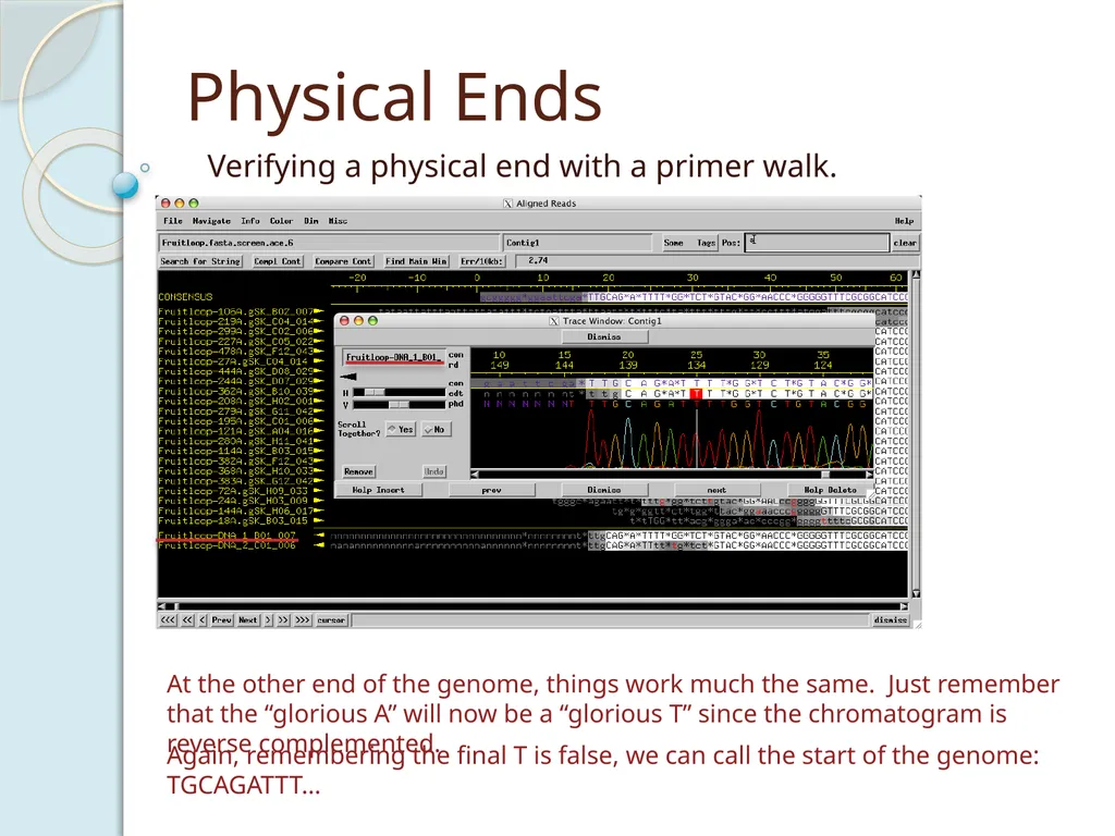 Finishing Phage Genomes How to identify circularly - slide 14 of 28