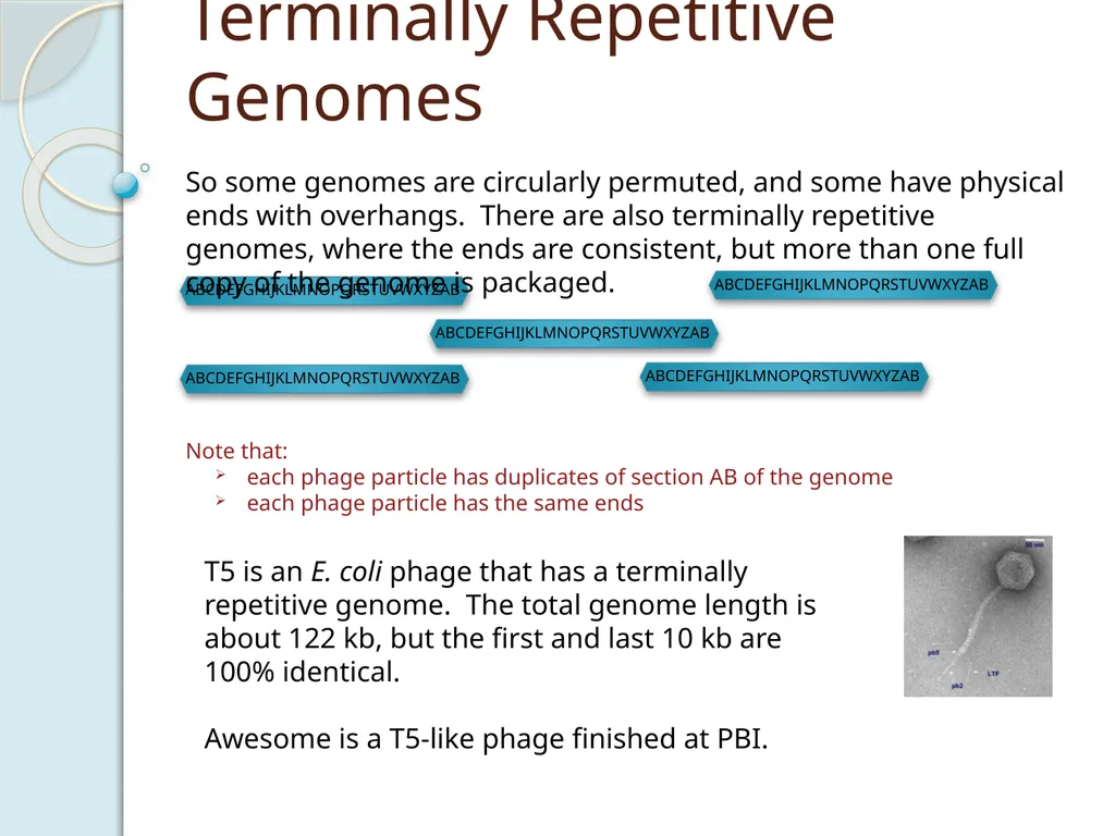 Finishing Phage Genomes How to identify circularly - slide 18 of 28