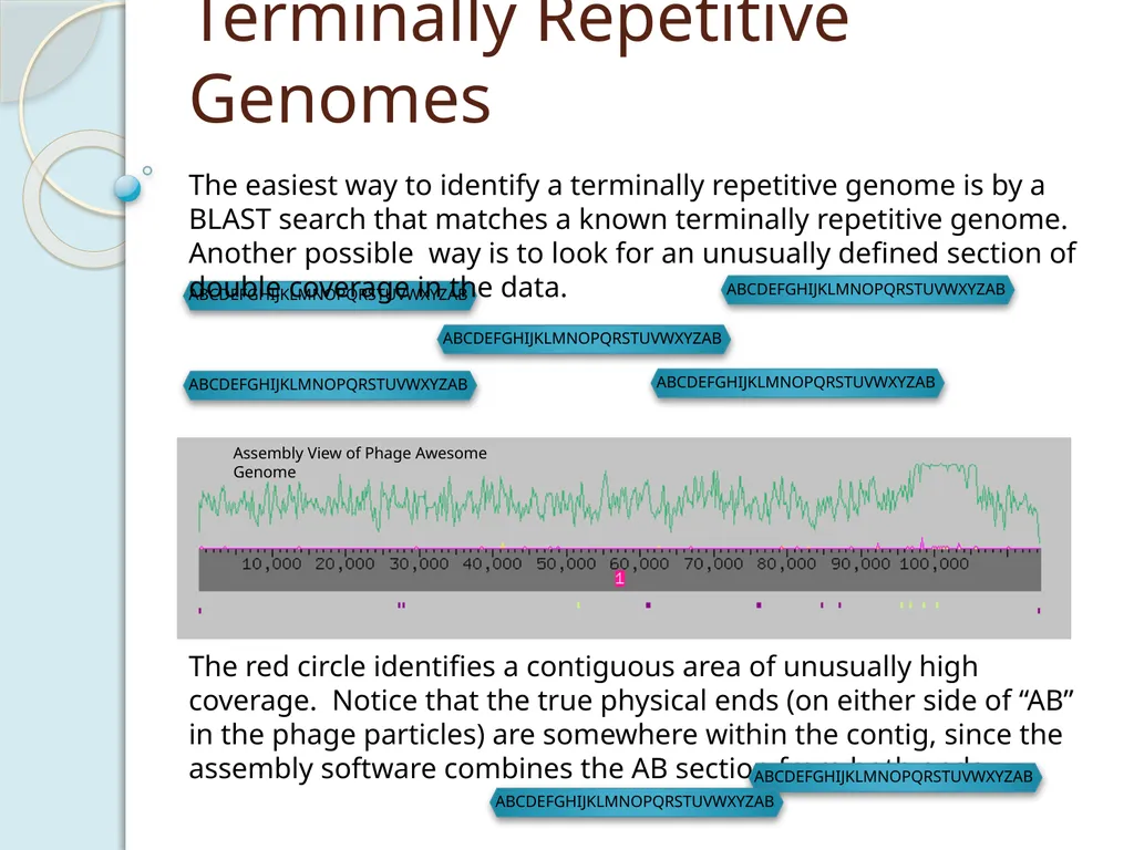 Finishing Phage Genomes How to identify circularly - slide 19 of 28