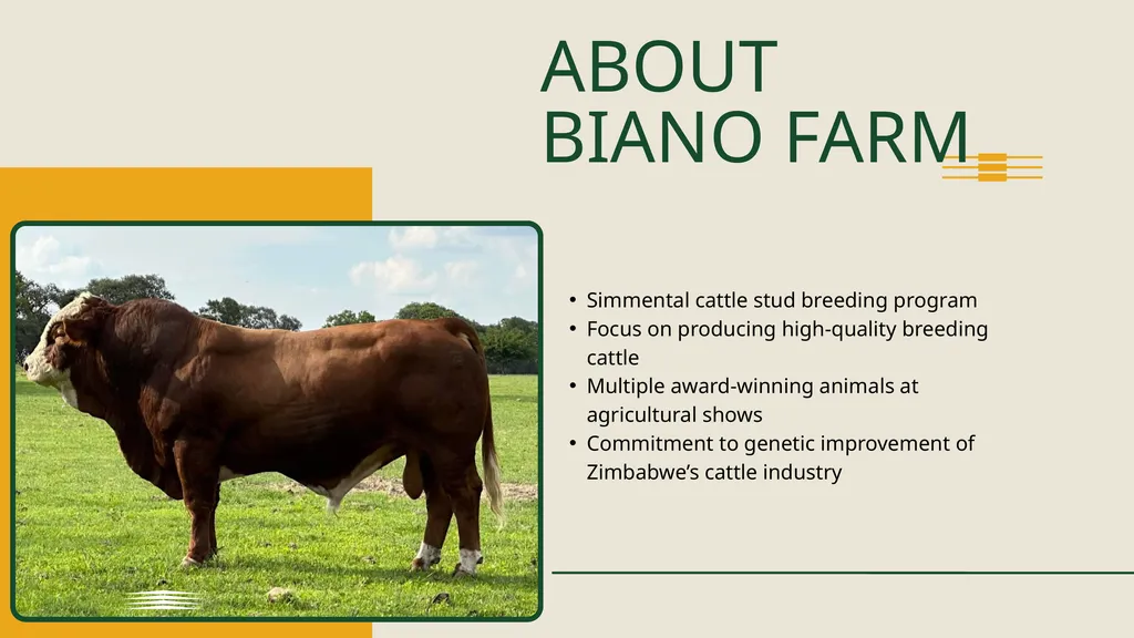 FARMER PERSPECTIVE Biano Simmentals ON JUNCAO - slide 2 of 8