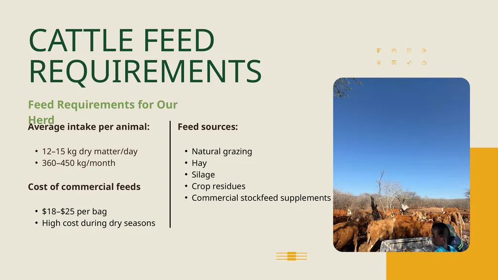 FARMER PERSPECTIVE Biano Simmentals ON JUNCAO - slide 3 of 8