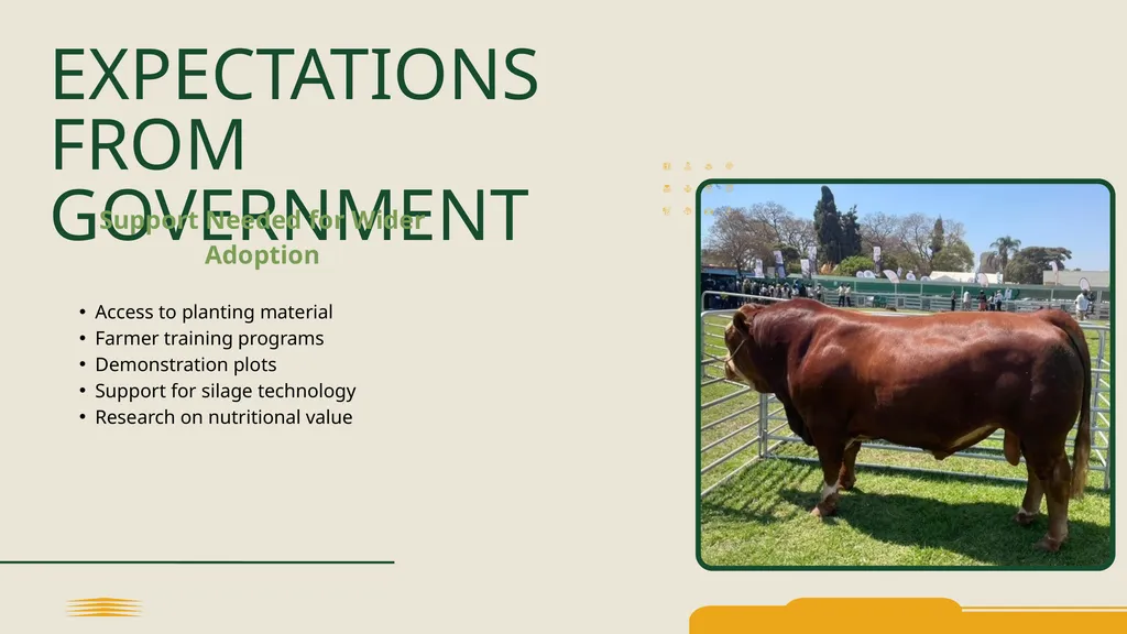 FARMER PERSPECTIVE Biano Simmentals ON JUNCAO - slide 6 of 8
