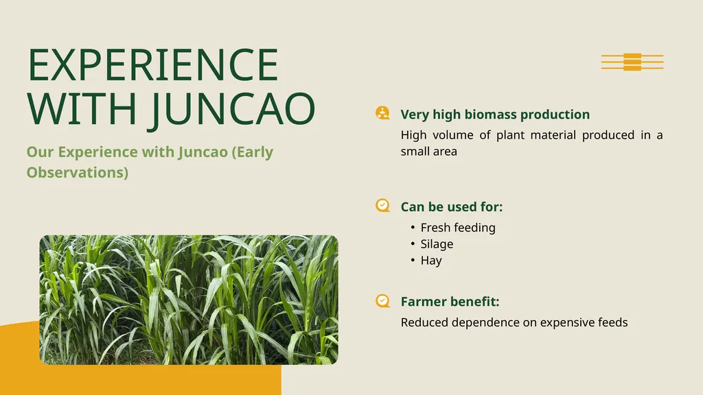 FARMER PERSPECTIVE Biano Simmentals ON JUNCAO - slide 5 of 8