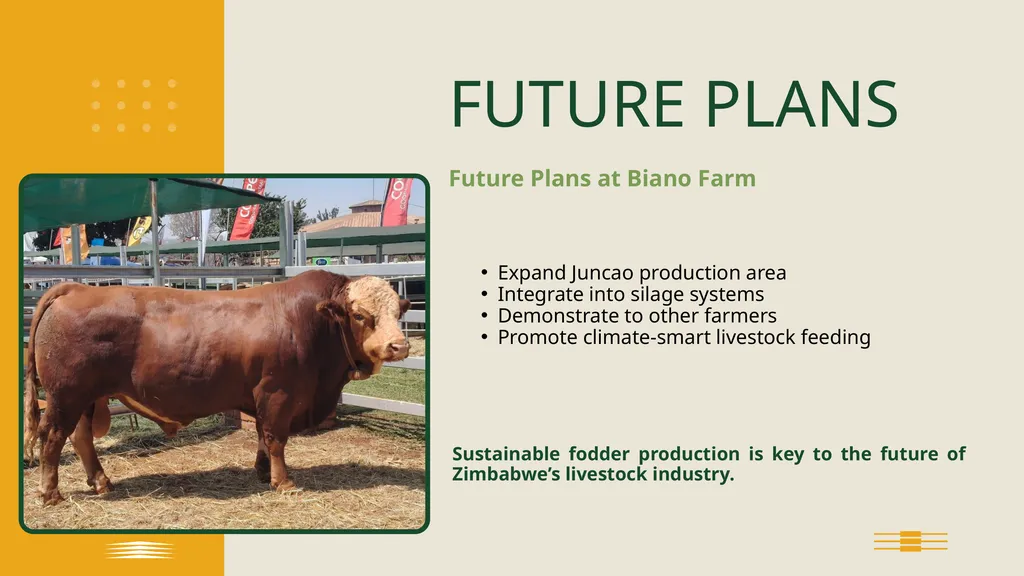FARMER PERSPECTIVE Biano Simmentals ON JUNCAO - slide 7 of 8