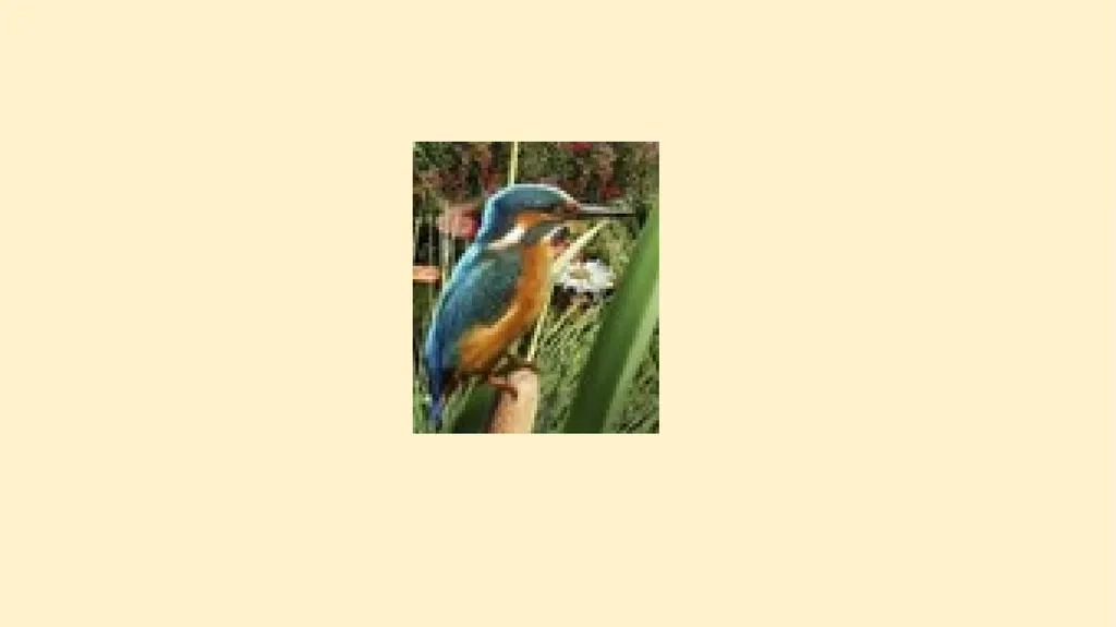 What woodland creatures do you see? - slide 2 of 9
