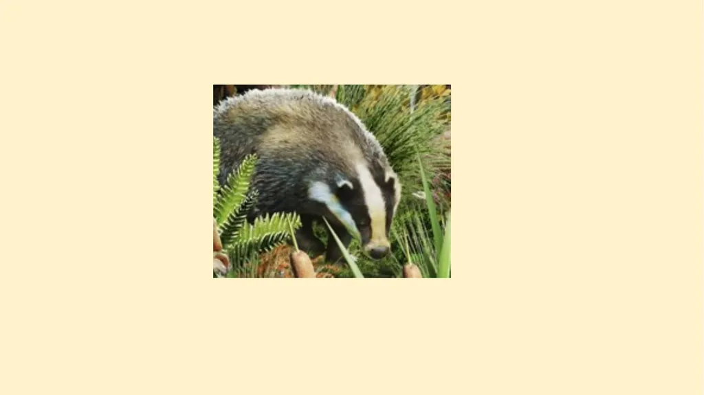 What woodland creatures do you see? - slide 8 of 9