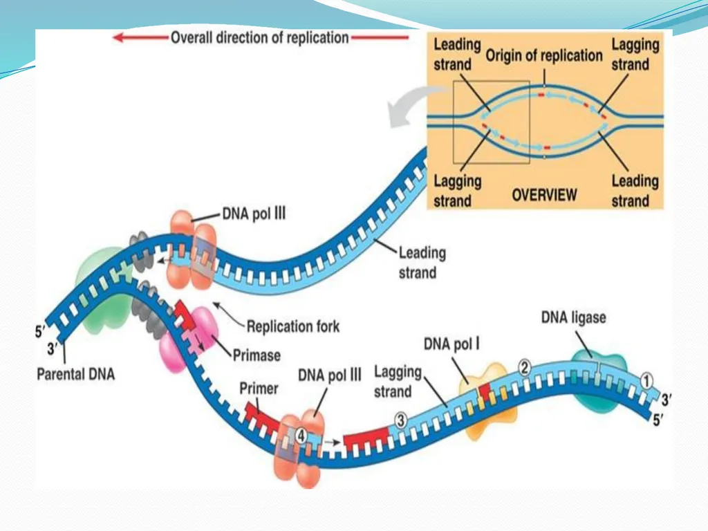 4th lectures in molecular biology DNA REPLICATION - slide 11 of 16