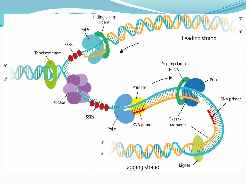 4th lectures in molecular biology DNA REPLICATION - slide 12 of 16