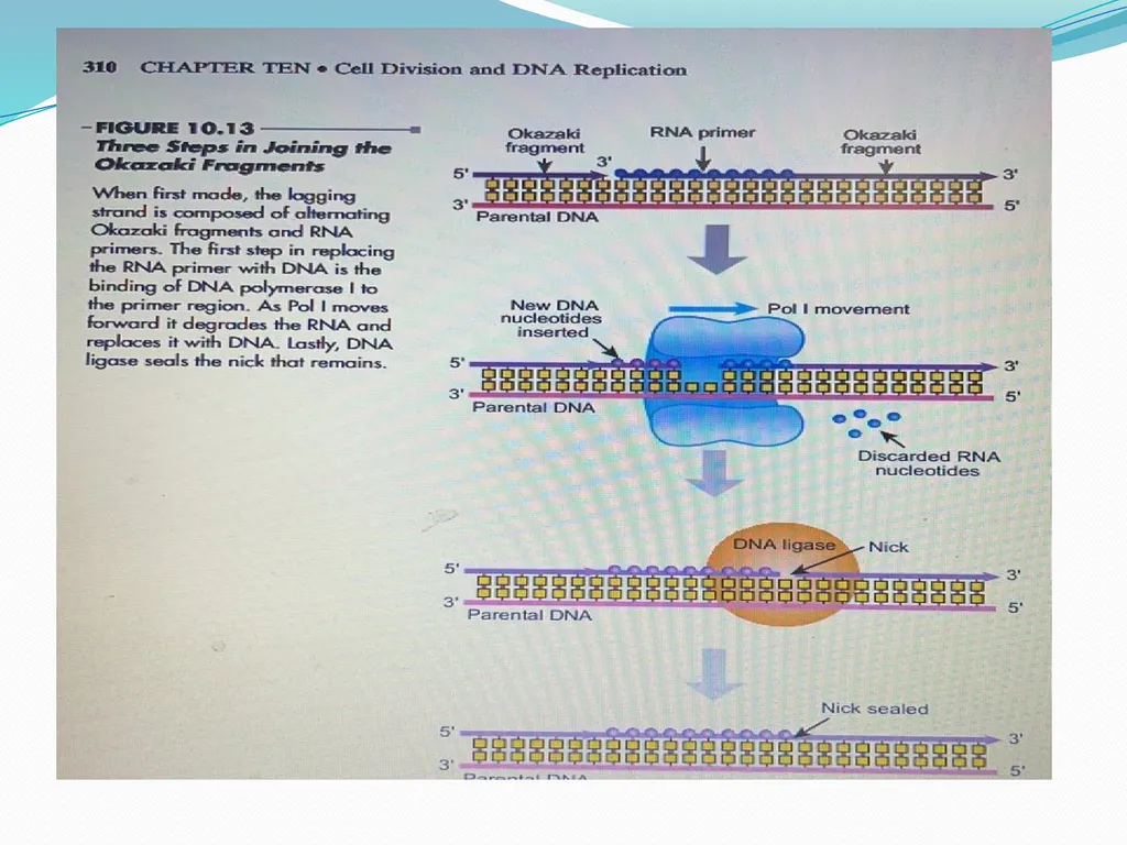 4th lectures in molecular biology DNA REPLICATION - slide 14 of 16