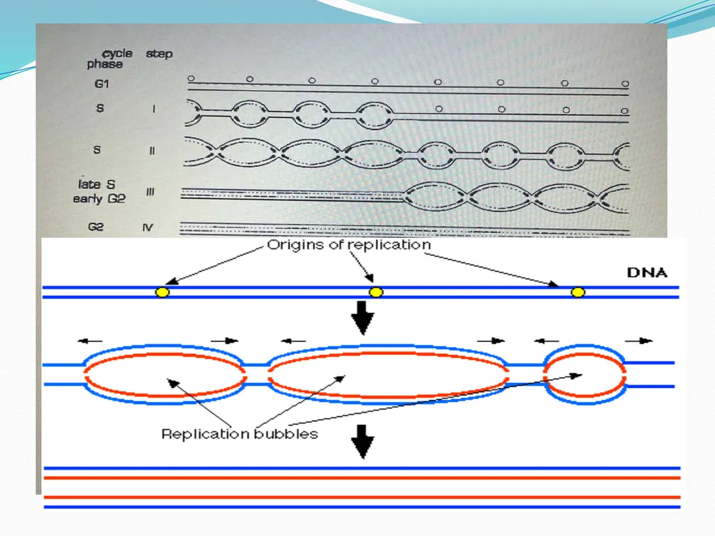 4th lectures in molecular biology DNA REPLICATION - slide 5 of 16