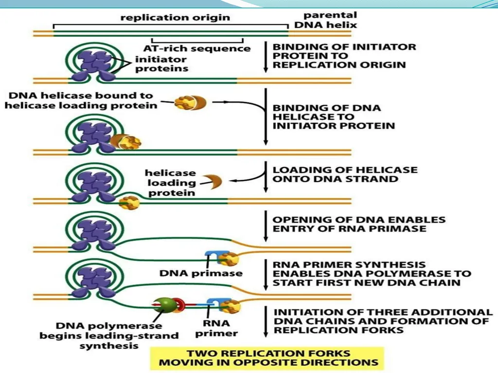4th lectures in molecular biology DNA REPLICATION - slide 6 of 16