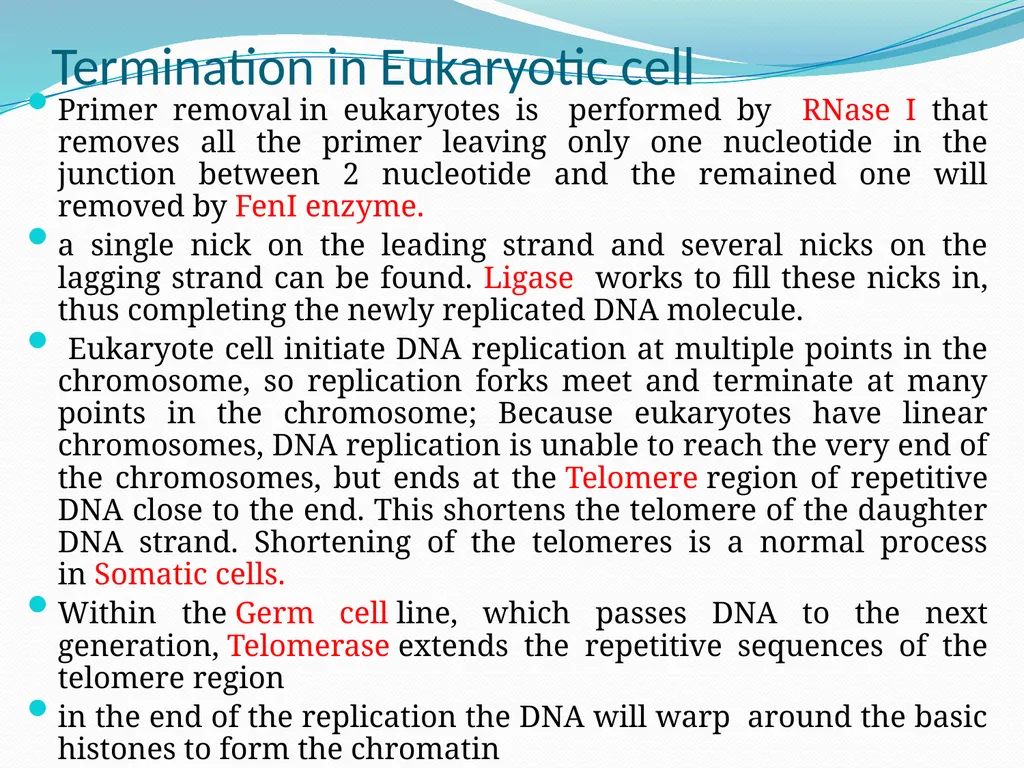 4th lectures in molecular biology DNA REPLICATION - slide 15 of 16