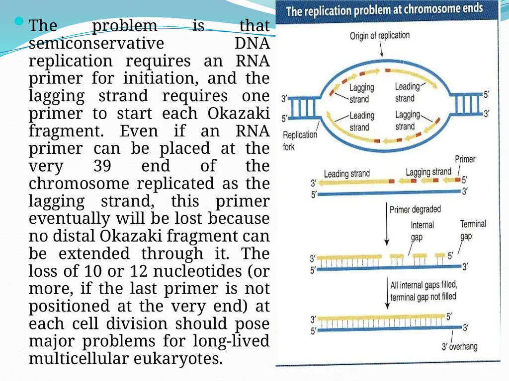 4th lectures in molecular biology DNA REPLICATION - slide 16 of 16