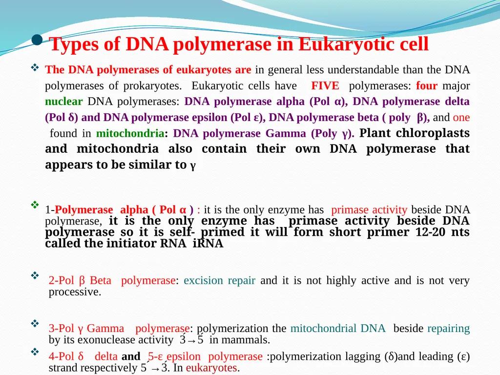 4th lectures in molecular biology DNA REPLICATION - slide 13 of 16