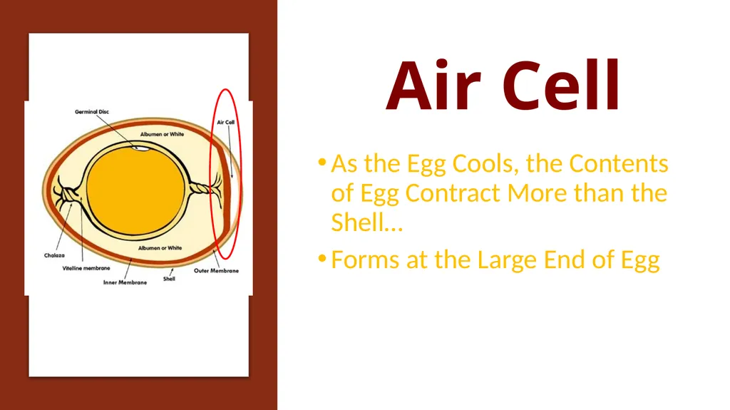 Parts of an Egg Shell Outside Hard Protective - slide 4 of 11