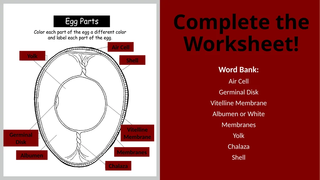 Parts of an Egg Shell Outside Hard Protective - slide 10 of 11