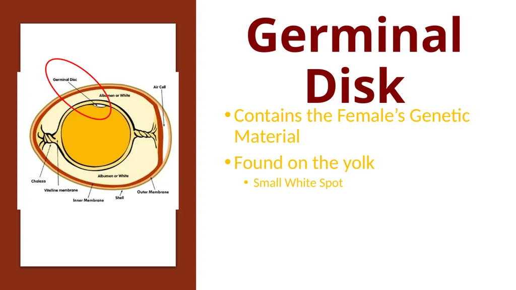 Parts of an Egg Shell Outside Hard Protective - slide 8 of 11