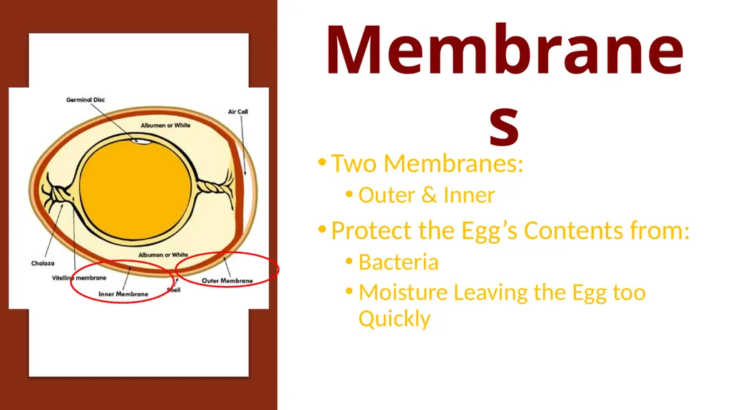Parts of an Egg Shell Outside Hard Protective - slide 3 of 11