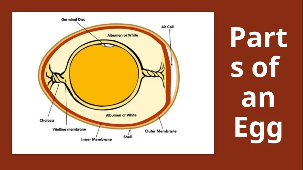 Parts of an Egg Shell Outside Hard Protective - slide 1 of 11