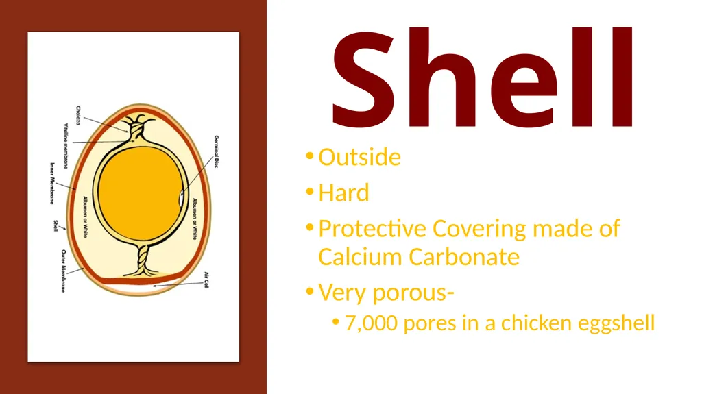 Parts of an Egg Shell Outside Hard Protective - slide 2 of 11