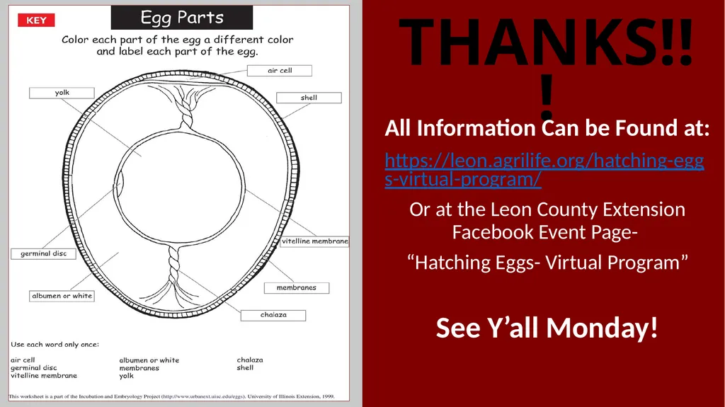 Parts of an Egg Shell Outside Hard Protective - slide 11 of 11