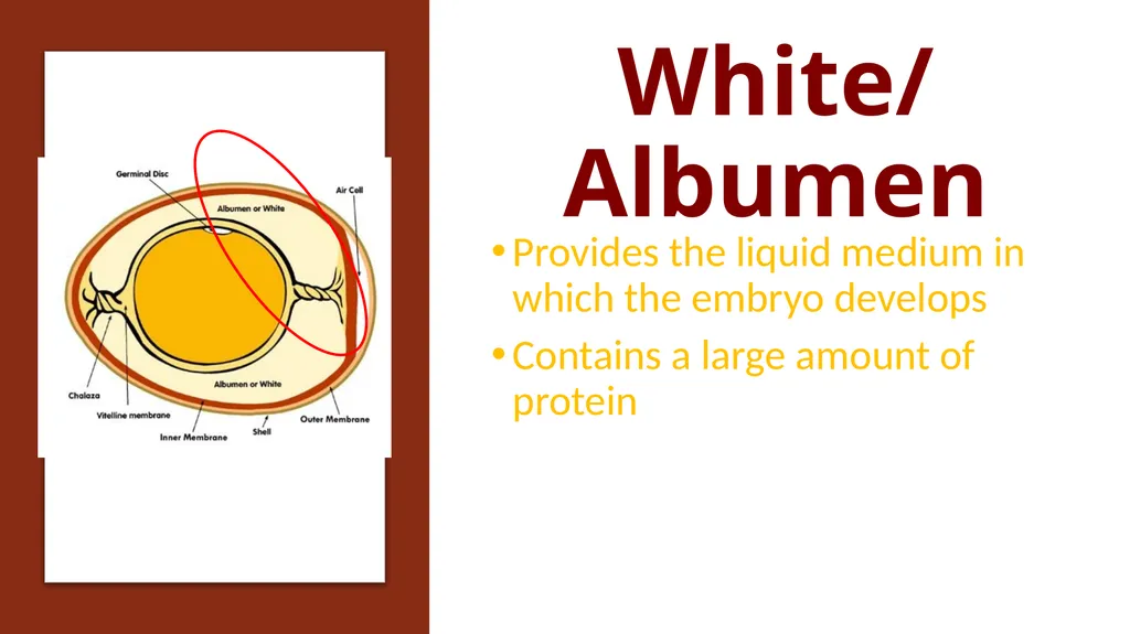 Parts of an Egg Shell Outside Hard Protective - slide 5 of 11