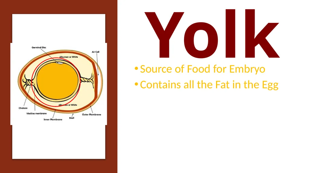 Parts of an Egg Shell Outside Hard Protective - slide 9 of 11