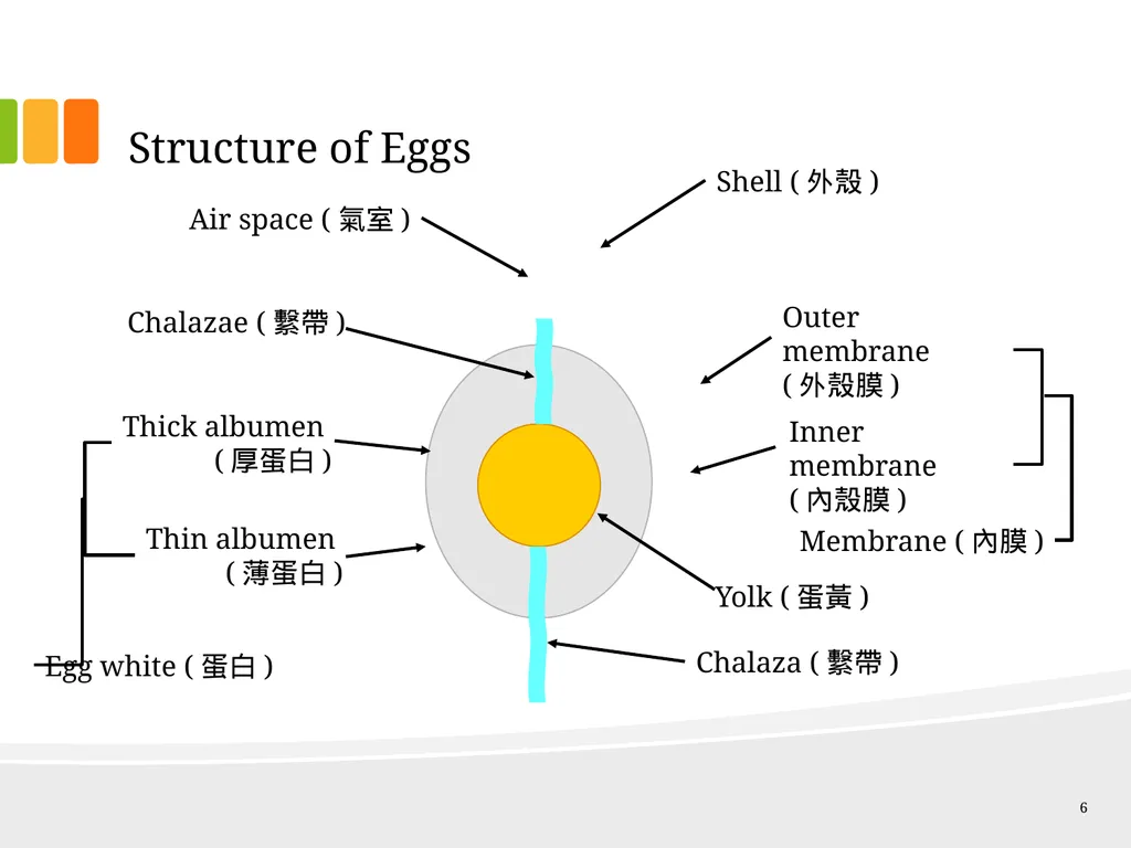 Understanding Ingredients Eggs Topics Types of - slide 6 of 30
