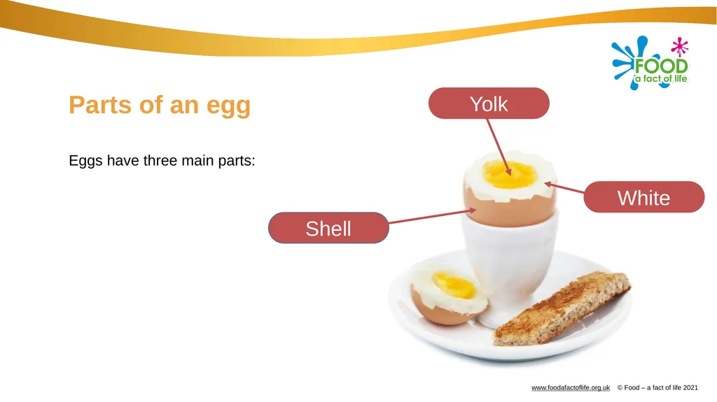 Eggs All these dishes include egg Where do eggs - slide 10 of 18