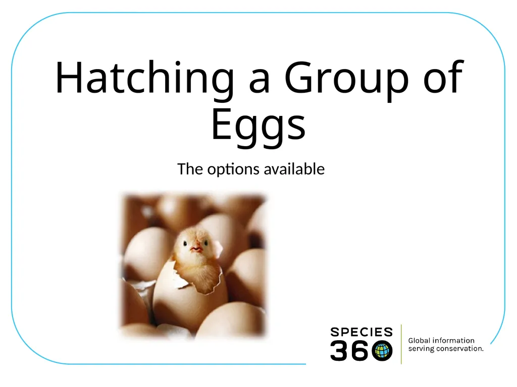 Hatching a Group of Eggs The options available 1 - slide 1 of 16