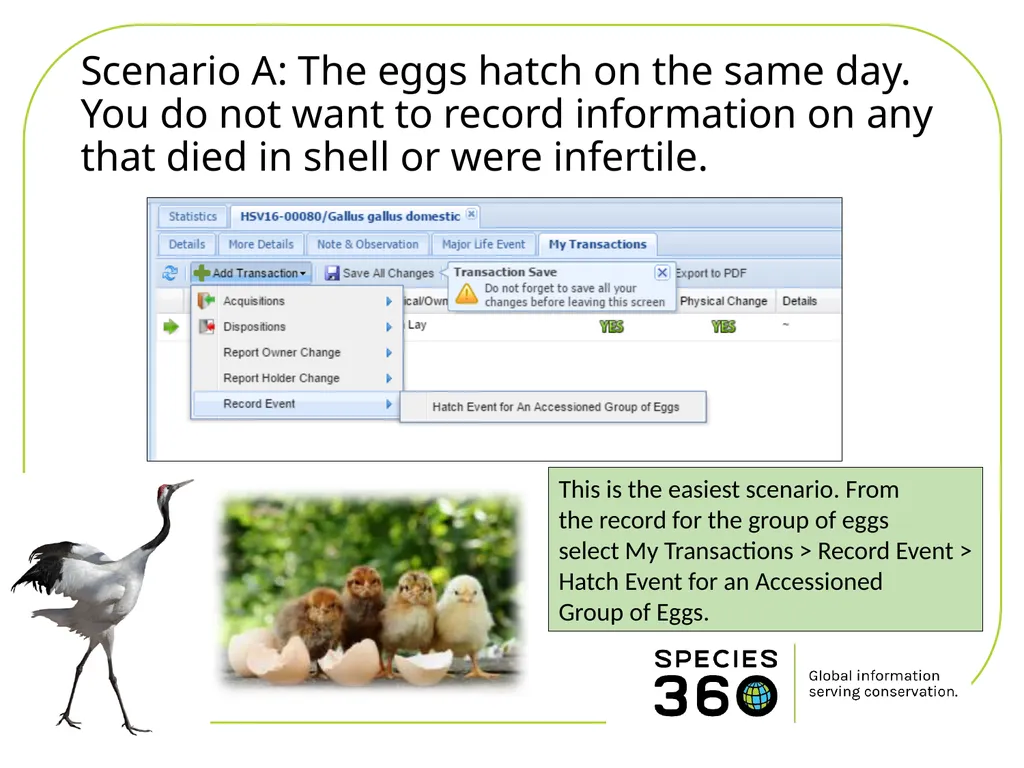 Hatching a Group of Eggs The options available 1 - slide 3 of 16