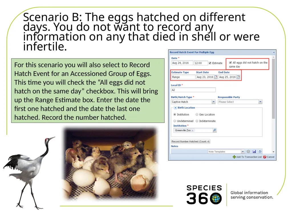 Hatching a Group of Eggs The options available 1 - slide 6 of 16